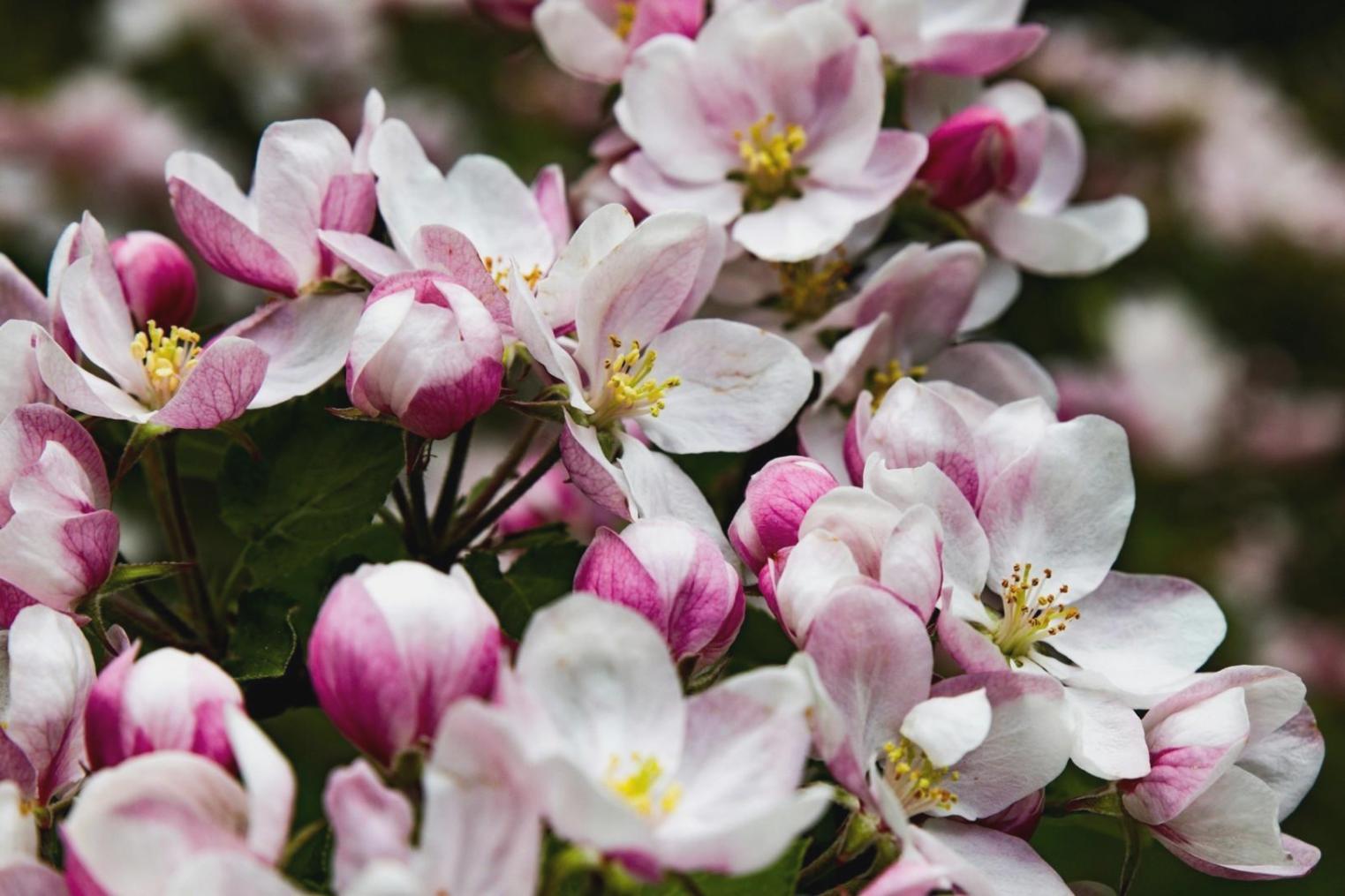Early floral arrangement practice in small coffee shop setting